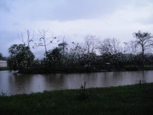 Foto de muitas garças pousadas em árvores na ilhota no meio do lago no campus.